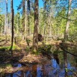 Podlasie zobr