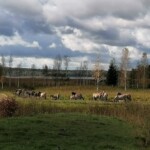 Podlasie Konie