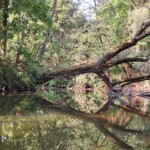 Podlasie Zwalone Drzewo